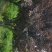 紫叶李