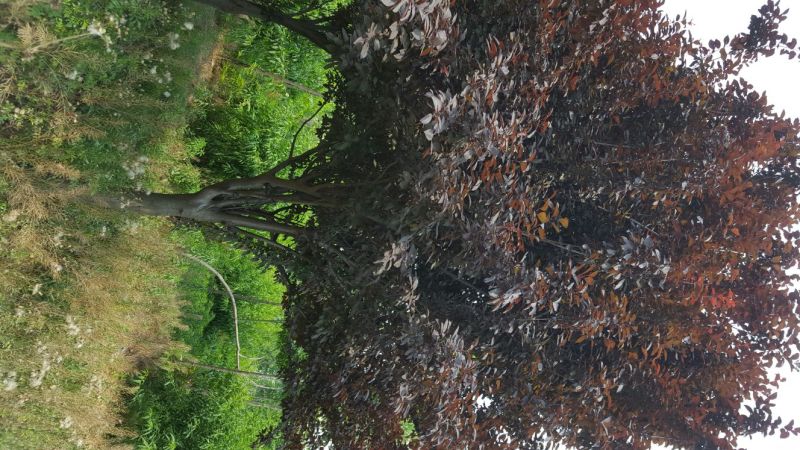 紫叶李