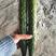 黄瓜山东密刺黄瓜18~22公分干花带刺品质保障