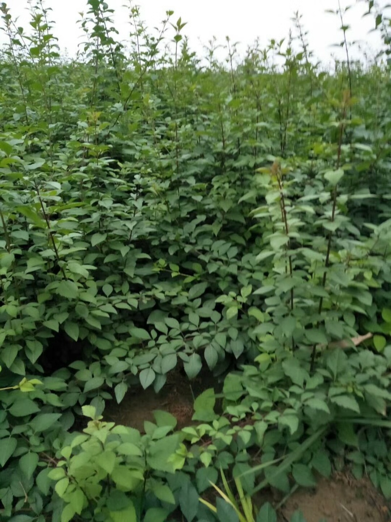 (高产大果)3号药用翘苗结果早多规格批发零售