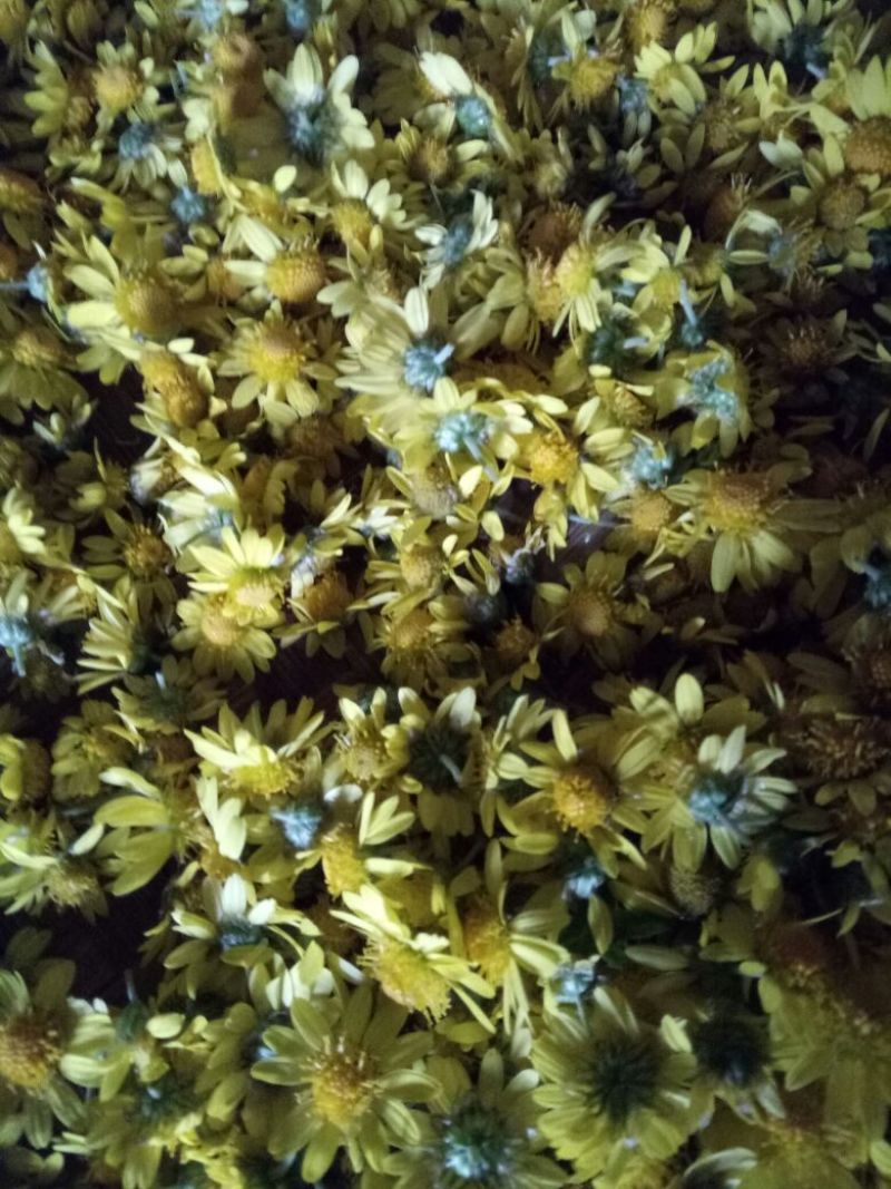 野菊花散装