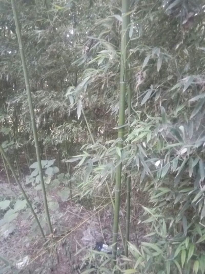 绿竹1~2m
