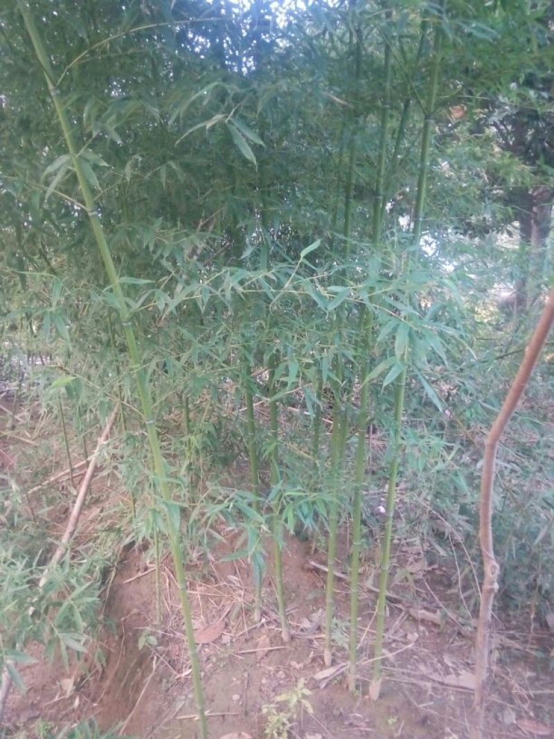 绿竹1~2m