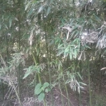绿竹1~2m