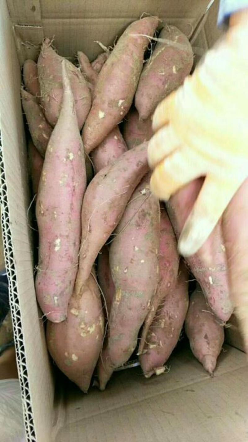红薯优质红薯好货3两以上商品薯量大价优可发货