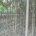 大叶女贞苗80cm以上可以直接定植苗圃