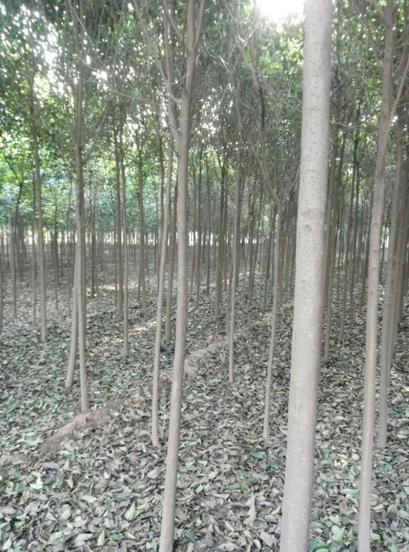 大叶女贞苗80cm以上可以直接定植苗圃