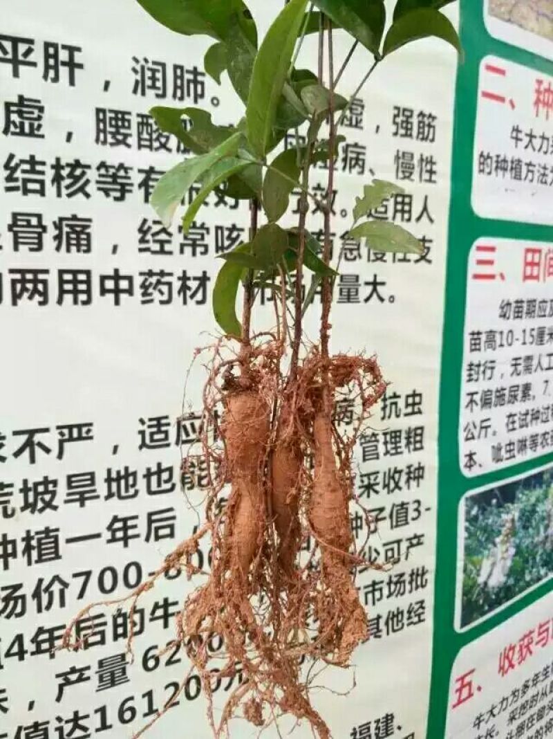 牛大力种苗15~30cm