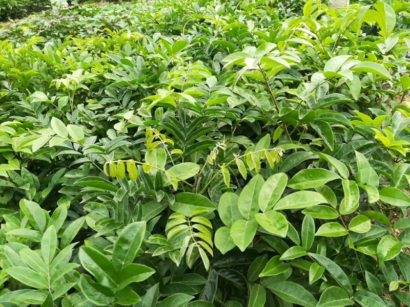 牛大力种苗15~30cm
