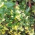 野菊花散装