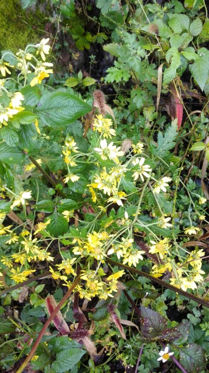 野菊花散装
