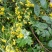 野菊花散装