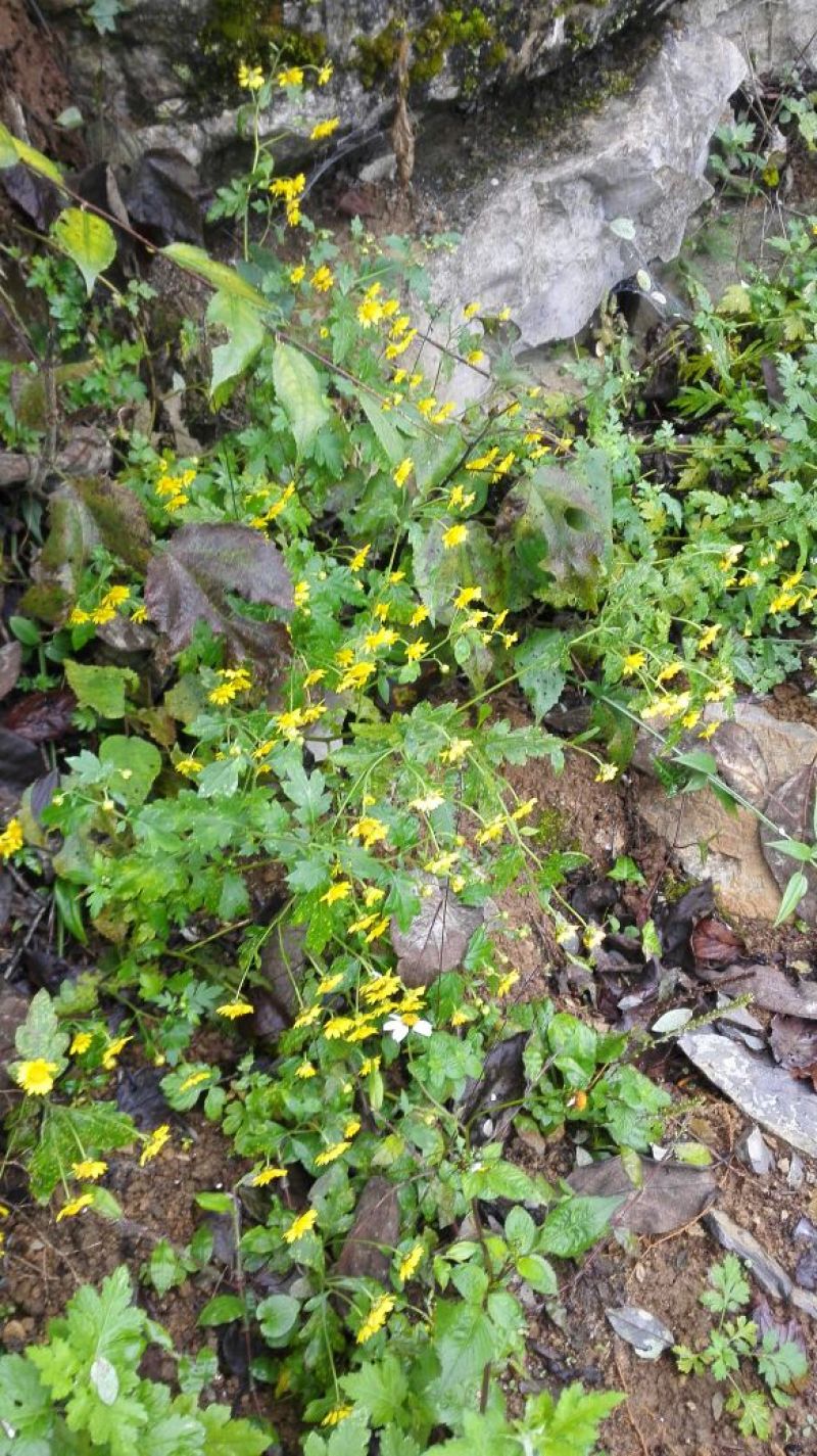 野菊花散装