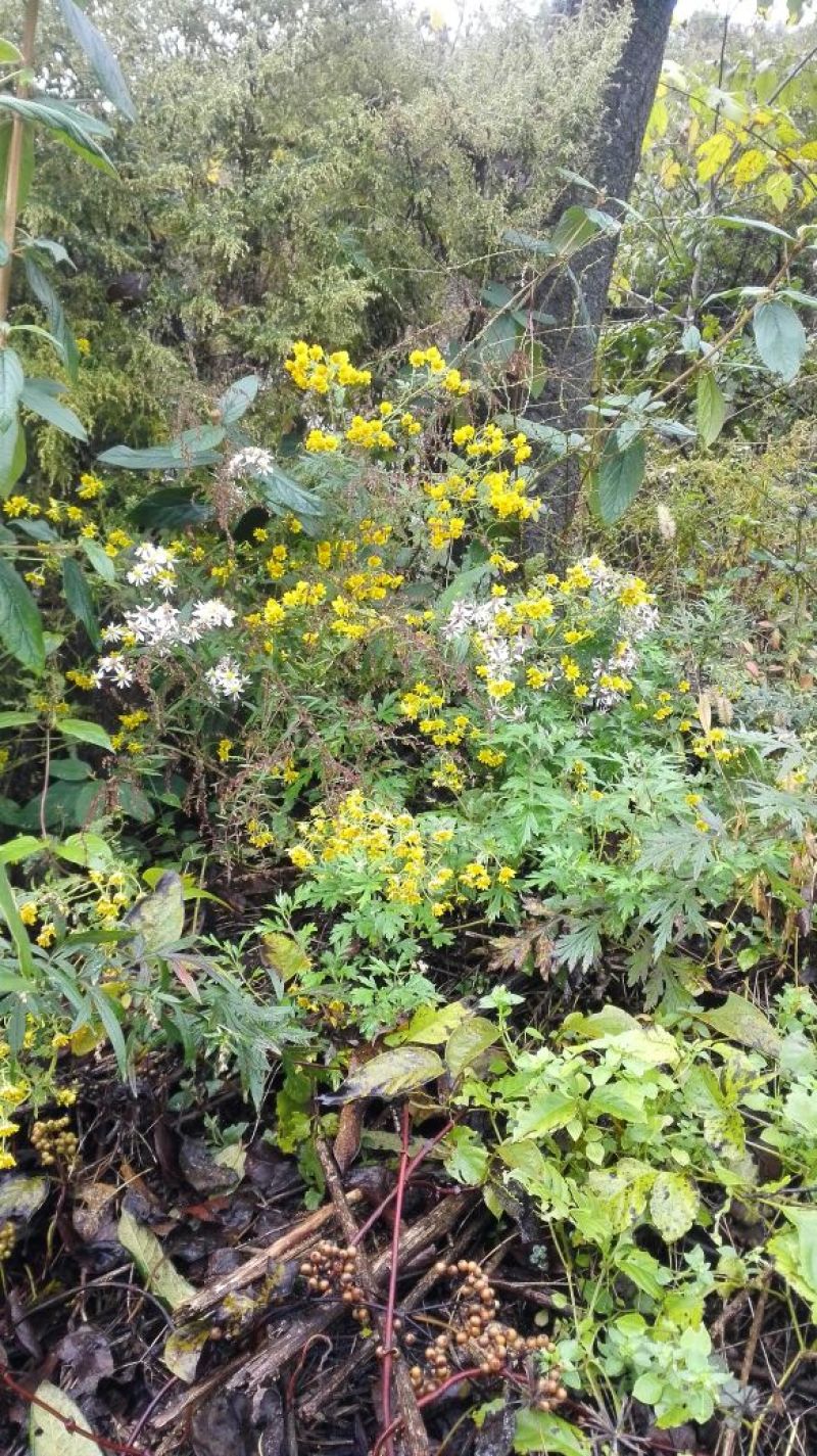 野菊花散装