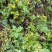 野菊花散装