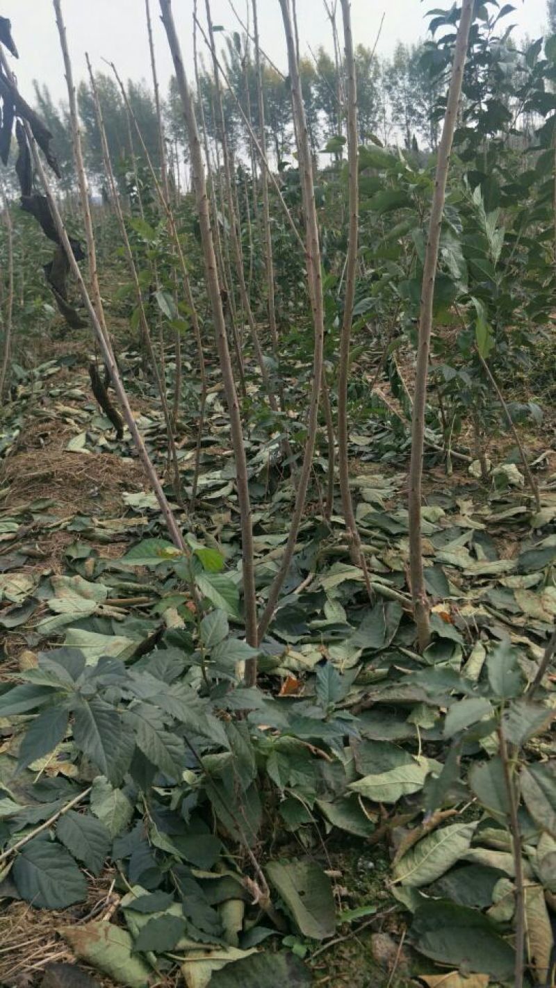 新品种矮化樱桃苗鲁樱3号俄8樱桃树苗树势好根系发达