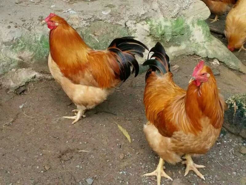 快大三黄鸡苗出壳苗35~45克雄麻鸡苗土鸡苗肉鸡苗