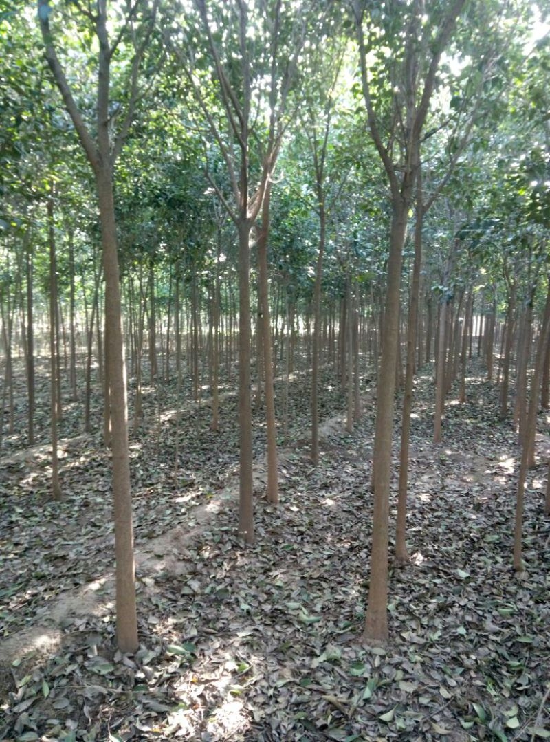 大叶女贞苗80cm以上可以直接定植苗圃