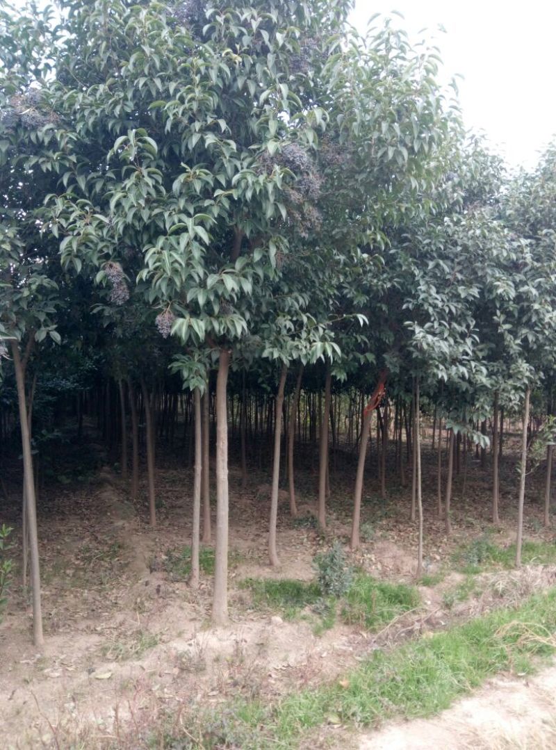 大叶女贞苗80cm以上可以直接定植苗圃