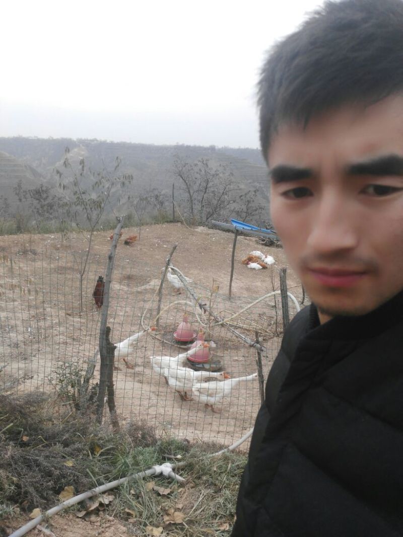 乌鸡