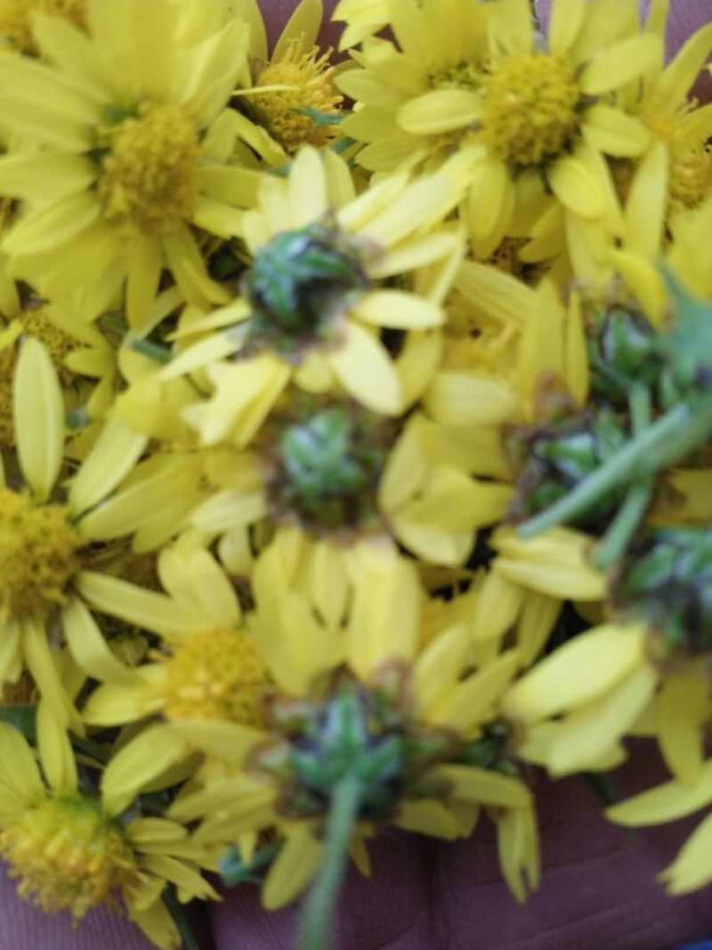 野菊花袋装