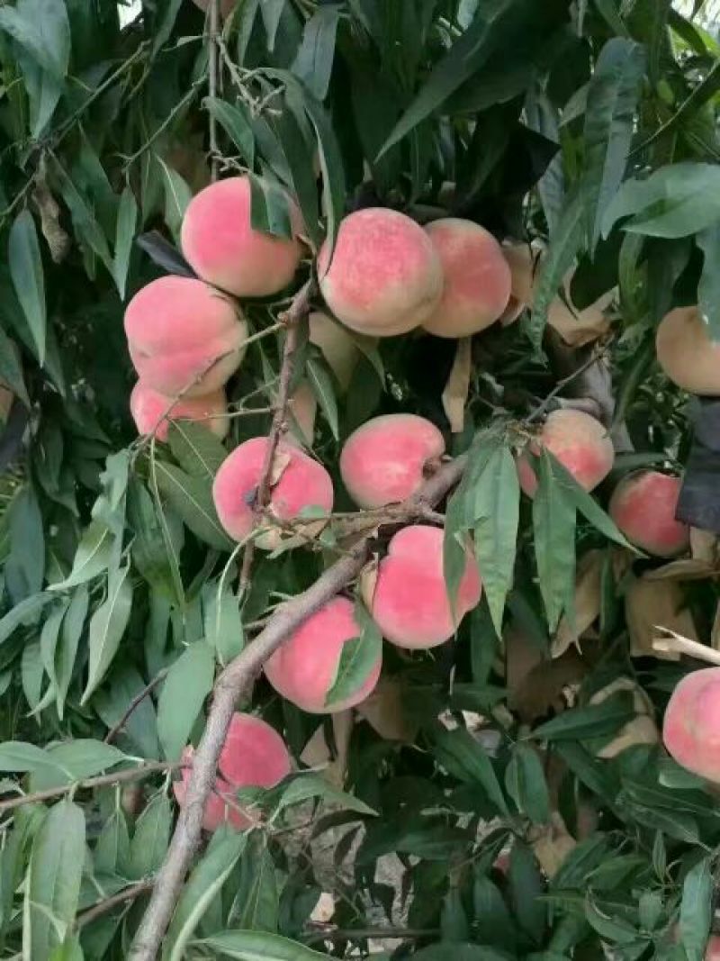 映霜红桃苗80cm以上嫁接成苗，冬桃，冬雪蜜