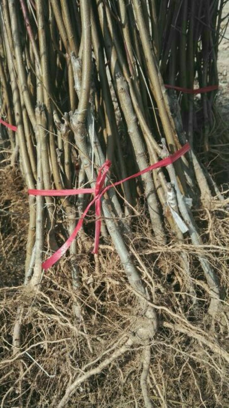 映霜红桃苗80cm以上嫁接成苗，冬桃，冬雪蜜