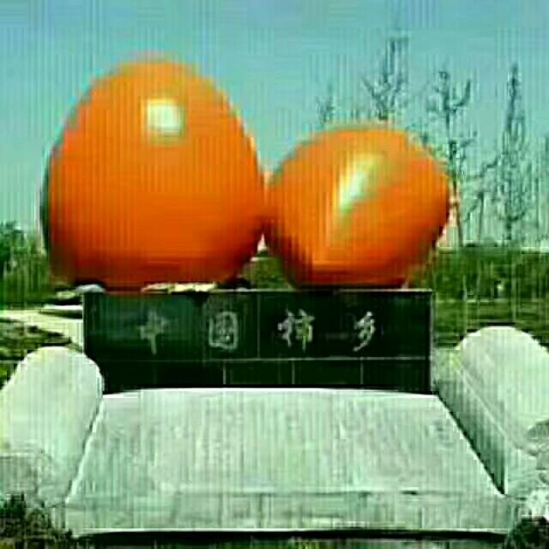 柿饼2.5两以上