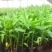 香蕉苗一级良种1~2年