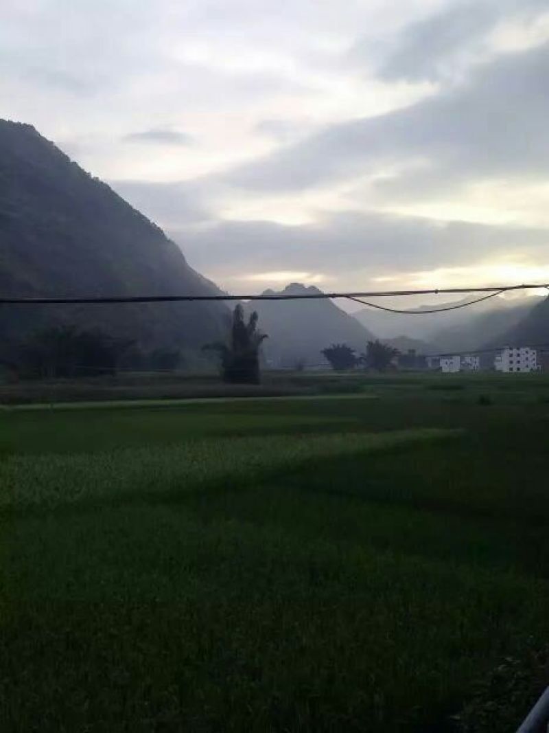 黑糯米散装