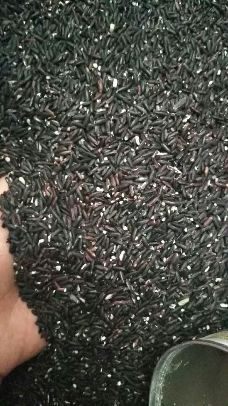黑糯米散装