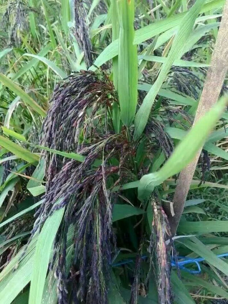 黑糯米散装