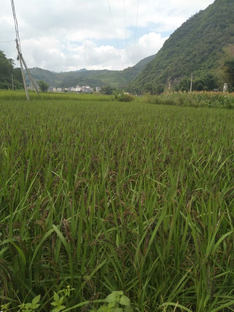黑糯米散装