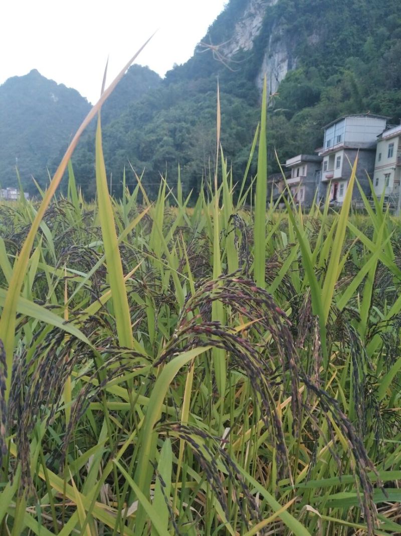 黑糯米散装