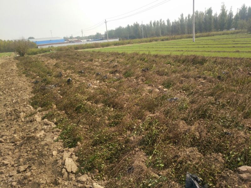 突尼斯软籽石榴树苗扦插一年小苗规格0.4到0.6