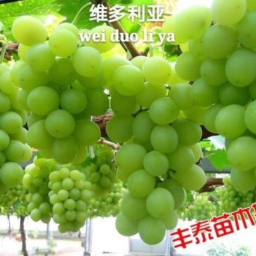 维多利亚葡萄苗【38年信誉】质壮苗纯让农户放心种植