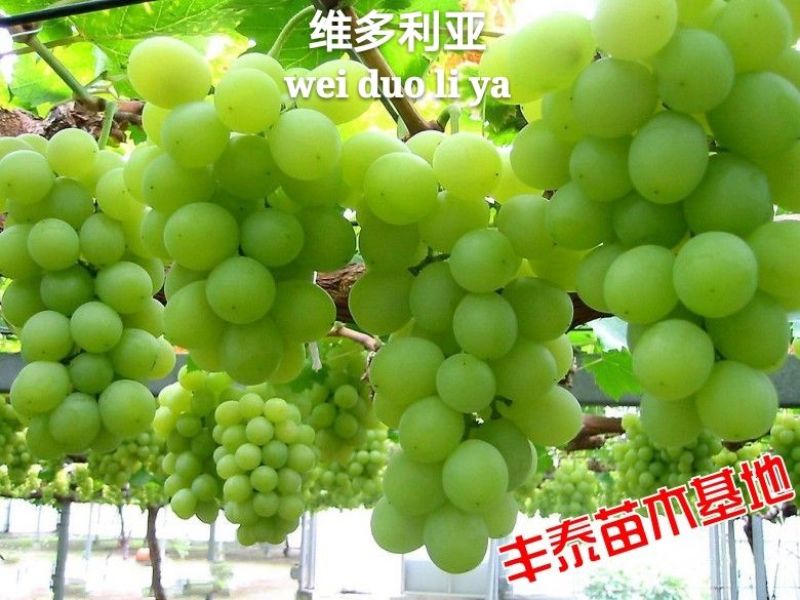 维多利亚葡萄苗【38年信誉】质壮苗纯让农户放心种植