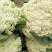 松花菜2~3斤散花乳白