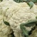 松花菜2~3斤散花乳白