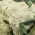 松花菜2~3斤散花乳白