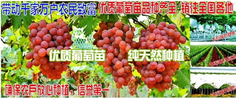 维多利亚葡萄苗【38年信誉】质壮苗纯让农户放心种植