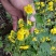 野菊花散装