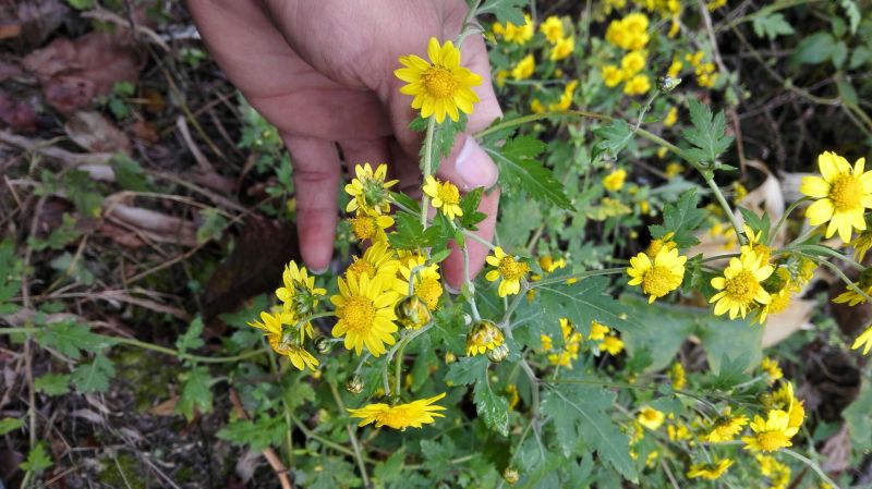 野菊花散装