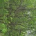 木瓜树261~300cm