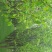 木瓜树261~300cm