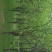 木瓜树261~300cm