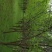 木瓜树261~300cm