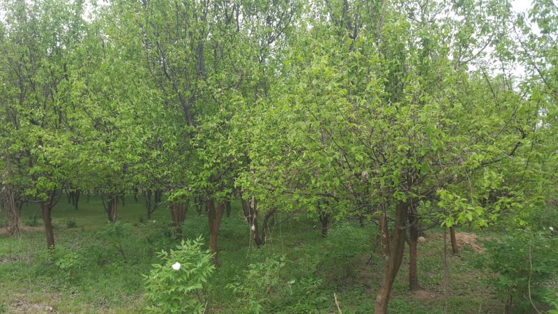 木瓜树261~300cm