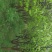 木瓜树261~300cm