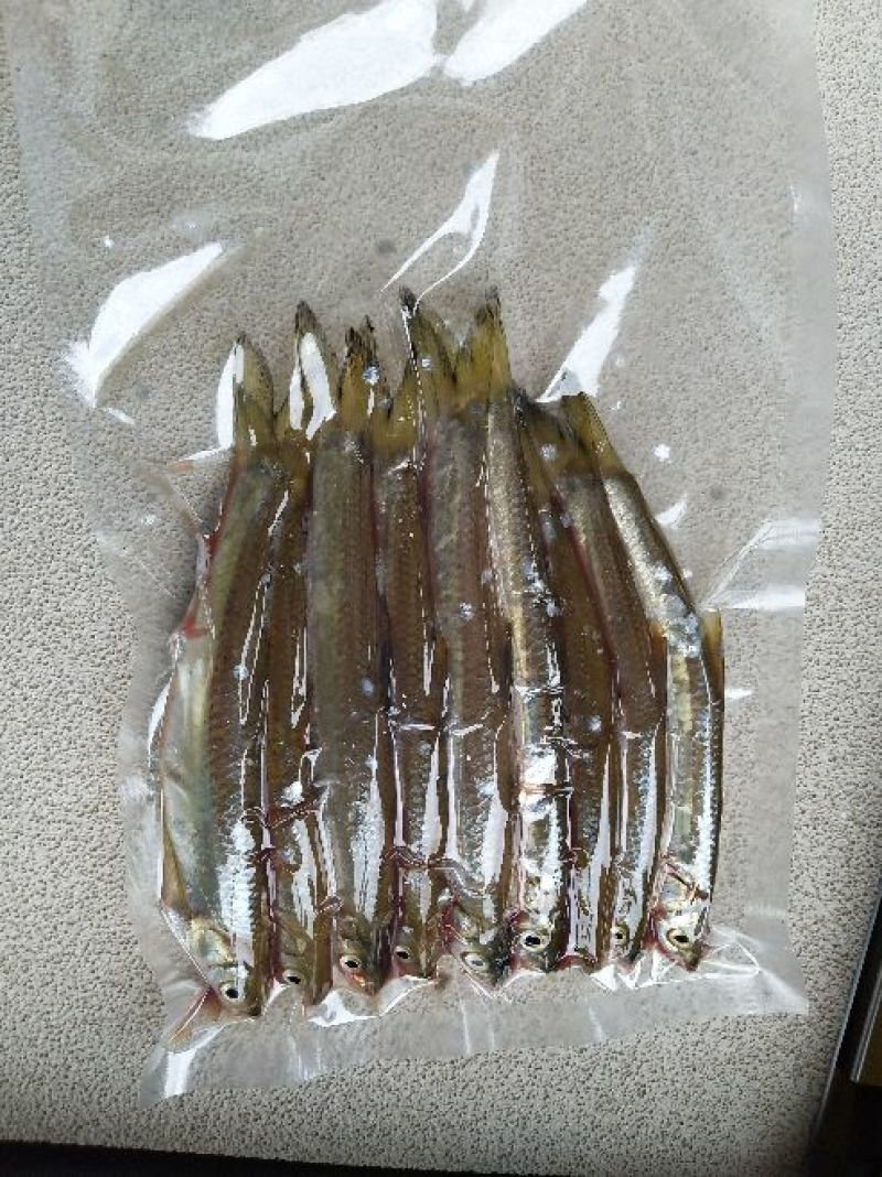白条鱼